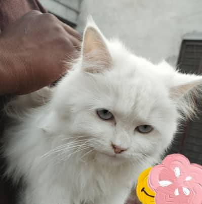 persian Cate | Cute | Kitten | Persian Kitten | Double Coated