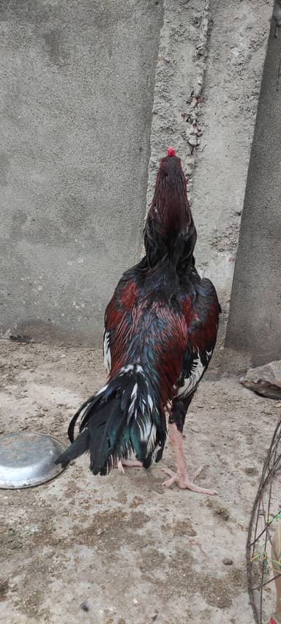 Healthy Java Aseel Pair for Sale – Strong Murgha & Murghi