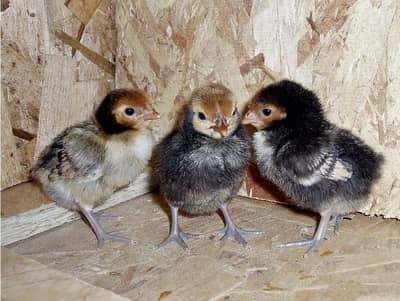 Hafiz AsharibPets&Animals