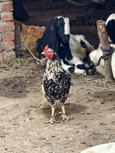 Aseel murgha available