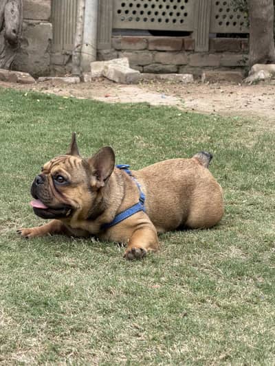 French bulldog || Bulldog Puppy || Imported French Bulldog || For sale