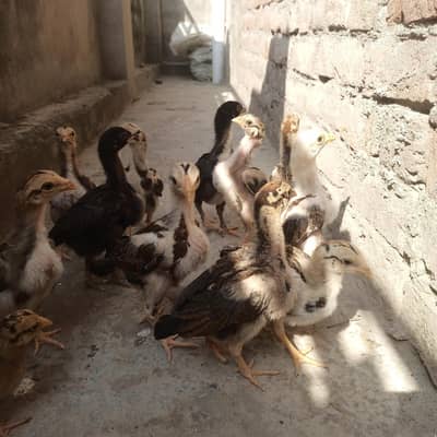 aseel chicks for sale