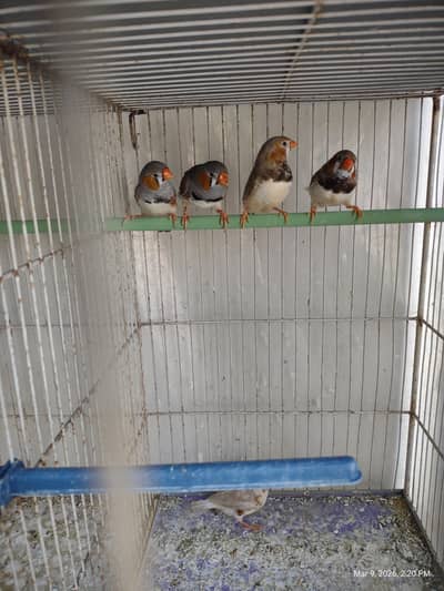 Mutation Finches