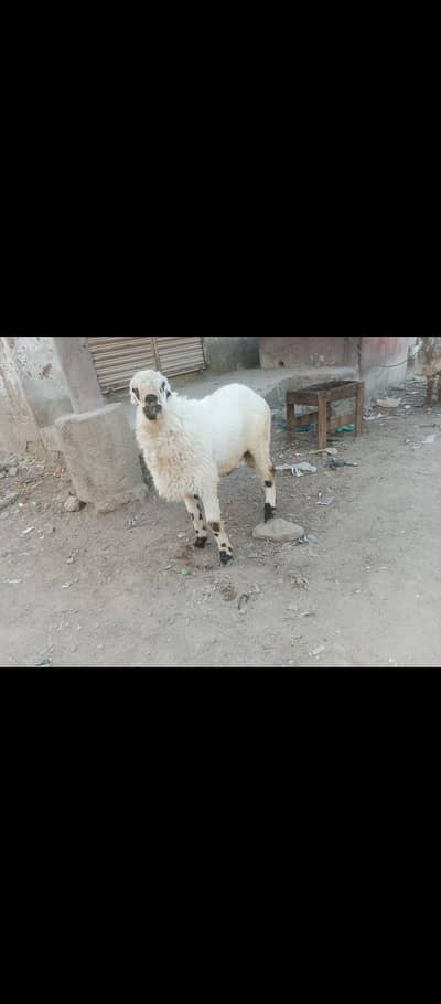 Dumba Mundra Ka for sale