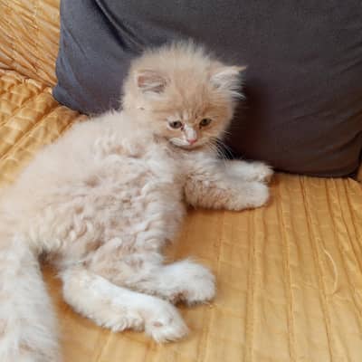 cute persian kitten