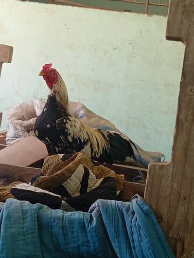 Amrokha nar hai or Glvi madi  pair sell