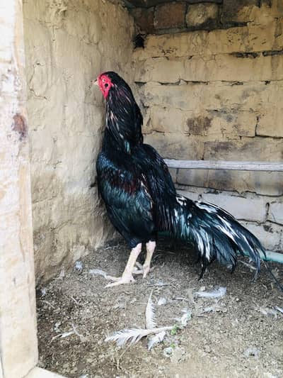 Aseel murgha for sale