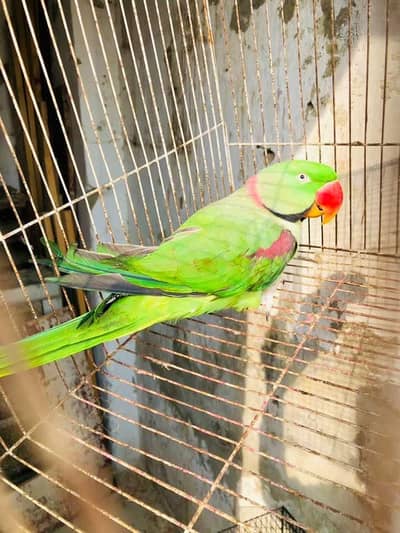 raw parrot male