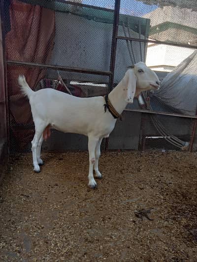 bakri