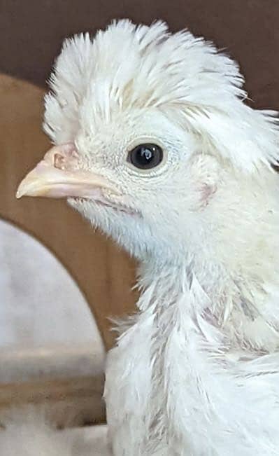 Hafiz AsharibPets&Animals