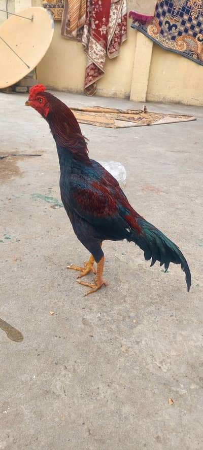 aseel lakha for sale 8 month old good quality