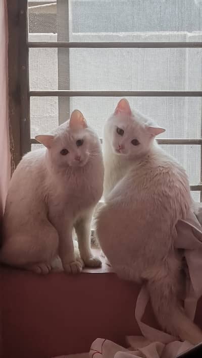 Turkish Angora Cats  8 months Old