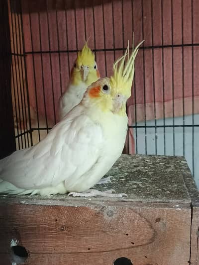 GOLDEN CHANCE: Exotic Cockatiel Collection (A+ Quality Home Bred)