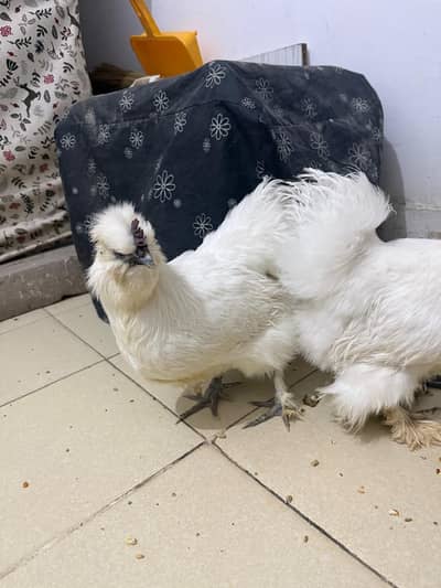 2 Silkie Females