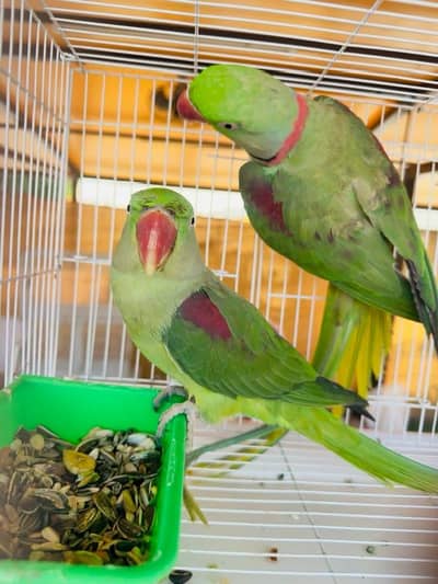 raw parrot pair
