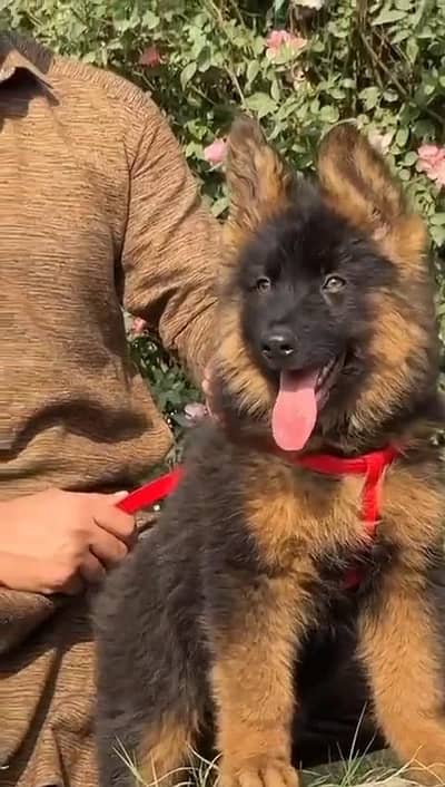 German shepherd puppies  double cot my WhatsApp number 034o729o94o