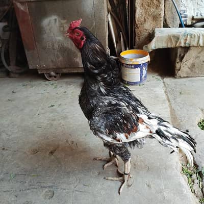 Aseel mianwali blood line saleta Whatsapp 03328085121