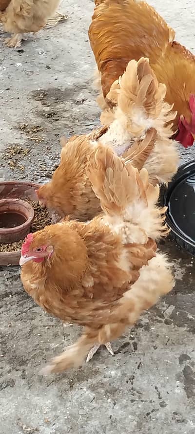 Golden Heavy Buff eggs laying
