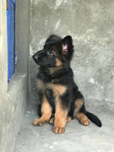 German shepherd puppy male for sale 0347/1994335