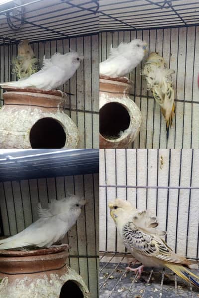 Hogoromo Breeder Double flower crusted