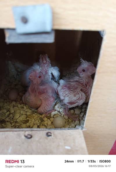 3 Cockatiel parrot chick available for sale handtame