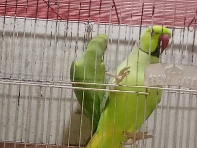 ring neck parrot pair active urgent sale
