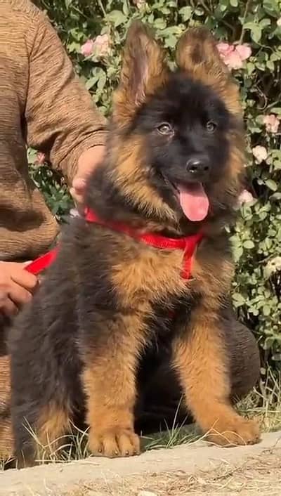 German shepherd puppies  double cot my WhatsApp number 034o729o94o