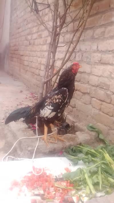 aseel jawa patha for sale