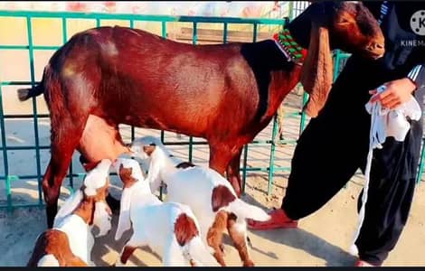 desi bakri 3 bacchon ke sath for sale WhatsApp 0370,4815728