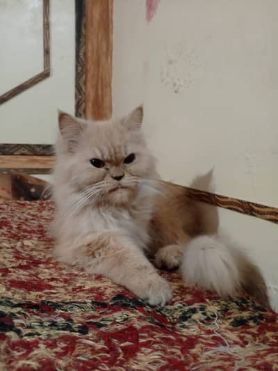 Persian cat and kittens