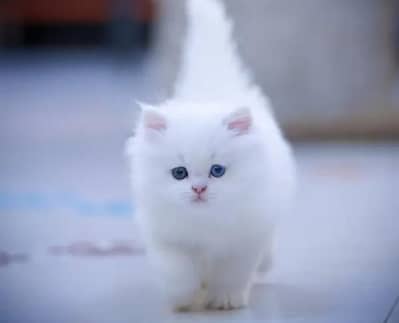 Persian kitten for sale 0347/1994335