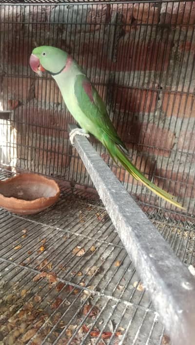Green parrots | parrots | Green chicks for sale