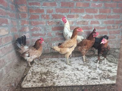 aseel mirgha aseel murgi 3 dosri  murghia sari anday wali