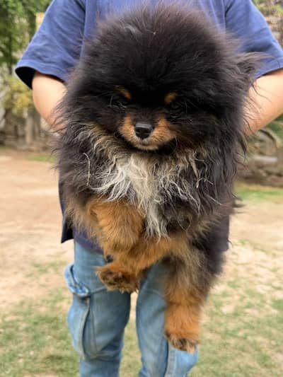 Pomeranian dog || Puppy || Pom Dog || Toy Pomeranian || Imported Pome