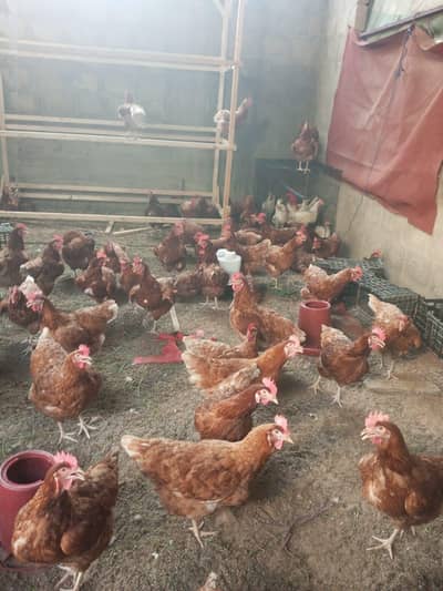 world top egg laying lohman brown age 7 month 2 or 3 weak