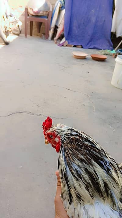 Aseel chena for sell