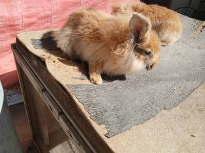 Beautiful lion head for sale