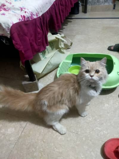 Persian Cat female for Sale