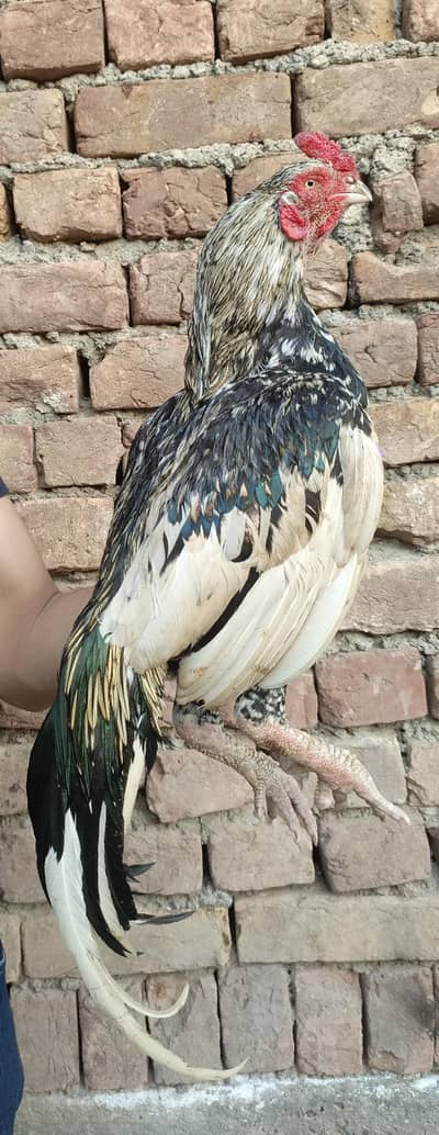 Aseel morga for sale.