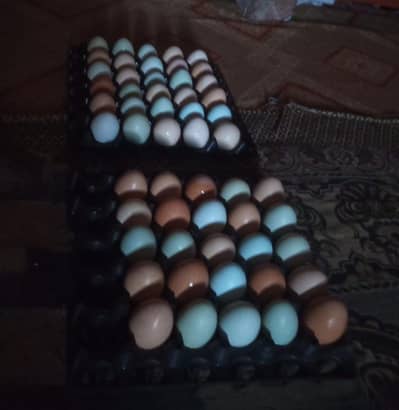 Ameraucana (Rear breed of Pakistan) green or blue Anda dani wali murgi