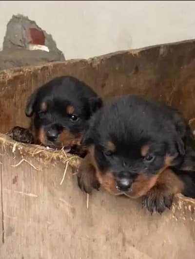 rottweiler puppy out of pedigree parents