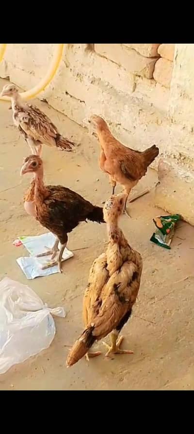 Aseel quality chicks whatsapp number 03023776162