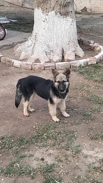 full healthy active and loyal female pup