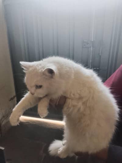 BLUE EYES FEMALE CAT