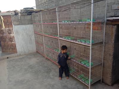 birds cages for sale