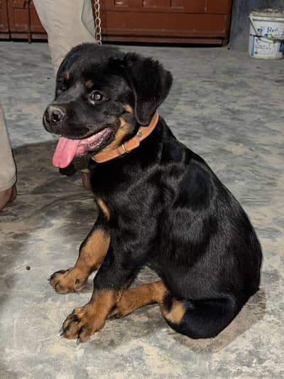 Rottweiler male puppy for Sale in Karachi