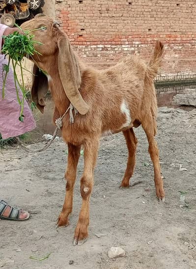 Desi Bakra