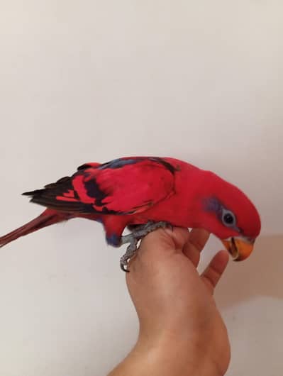 Red Moluccan Lory – Hand Tamed & Self Feed