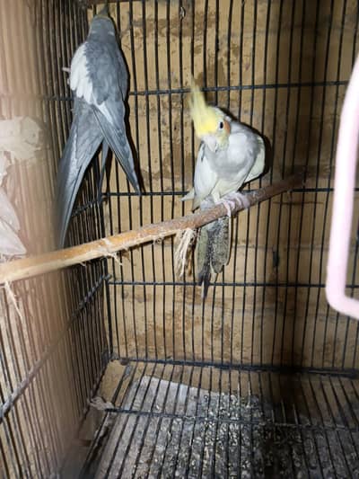 Breeder pair cockatel