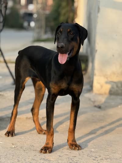 Doberman Pinscher Available for New Home
